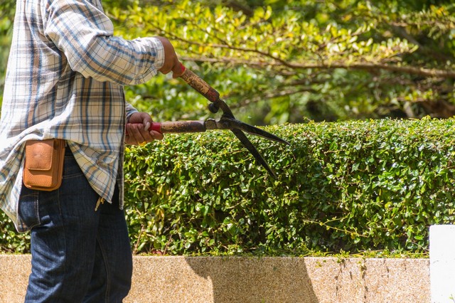 Garden Maintenance Morden Park, Morden, SM4